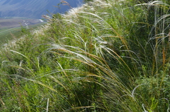 Stipa kirghisorum
