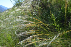 Stipa kirghisorum