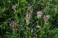 Astragalus platyphyllus