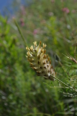Astragalus tytthocarpus