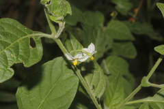 Solanum pruinosum