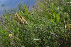 Astragalus tytthocarpus