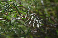 Astragalus tytthocarpus