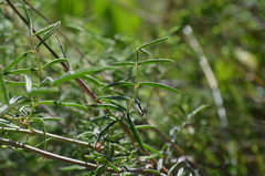 Astragalus tytthocarpus