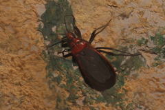 Rhiginia cinctiventris