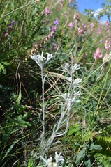 Leontopodium campestre