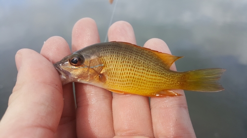 Foto de Pargo amarillo (Lutjanus argentiventris)