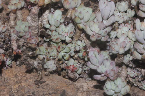 Graptopetalum pachyphyllum