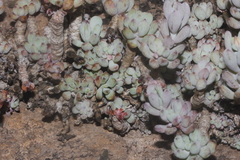 Graptopetalum pachyphyllum