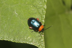 Asphaera abdominalis