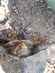 Rhinoclemmys rubida rubida