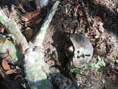 Rhinoclemmys rubida rubida