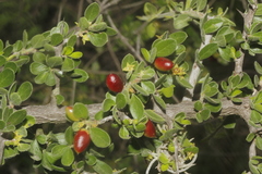 Condalia mexicana