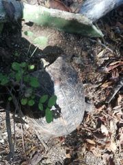 Rhinoclemmys rubida rubida