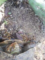 Rhinoclemmys rubida rubida