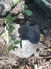 Rhinoclemmys rubida rubida