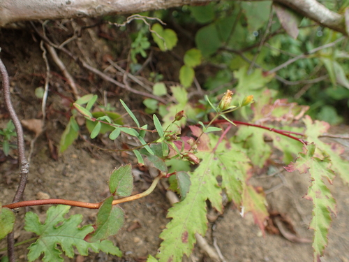 Hypericum hakonense iNat (2)