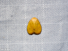 Heliohemonia monosticta