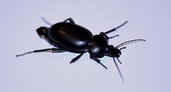 Carabus impressus