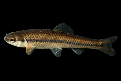 Bluntnose Minnow, photo 5 of 8