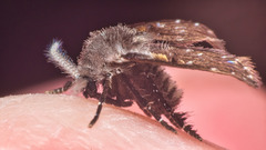 Clogmia albipunctata