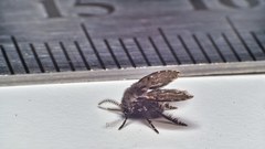 Clogmia albipunctata