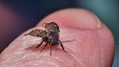 Clogmia albipunctata