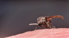 Clogmia albipunctata