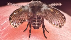 Clogmia albipunctata