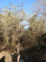 Amphipterygium simplicifolium