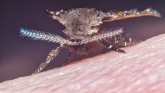 Clogmia albipunctata