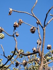 Amphipterygium simplicifolium