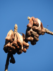 Amphipterygium simplicifolium