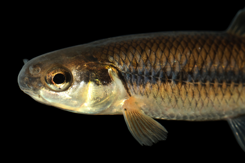 Bluntnose Minnow, photo 2 of 8
