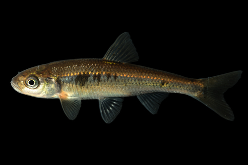 Common Shiner, photo 7 of 7