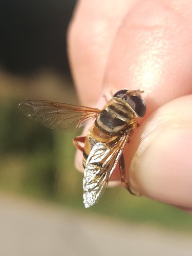 Unknown species found near Dane County, US-WI, US