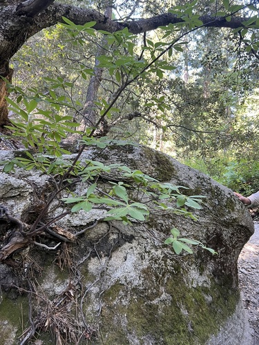 iNaturalist observation photo of western azalea