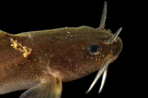 Stonecat (Noturus flavus) — Ictaluridae — 4
