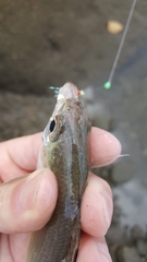 Eucinostomus currani