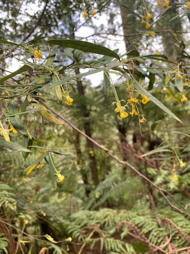 Cheesewood (Pittosporum bicolor)