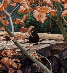 Turdus merula