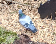 Columba livia domestica