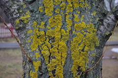 Xanthoria parietina