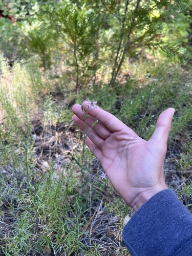 iNaturalist observation photo of San Francisco Campion
