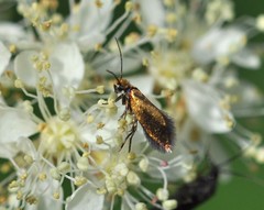 Micropterix aruncella