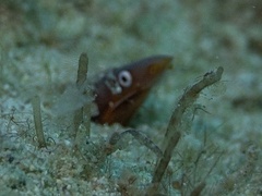 Orange Snake Eel photo 2