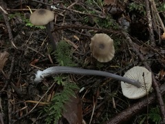 Entoloma gracilipes
