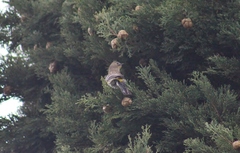 Setophaga coronata auduboni