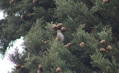 Setophaga coronata auduboni