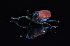 Rhodobaenus sanguineus